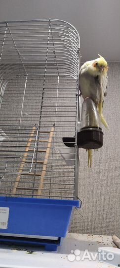 Попугай Корелла девочка с клеткой