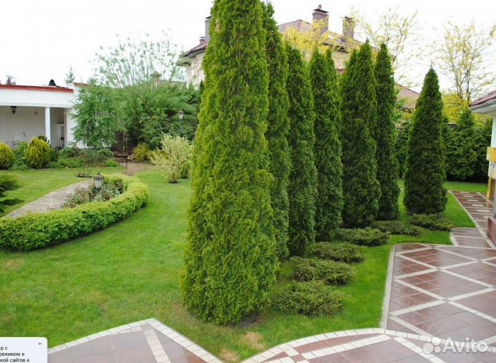 Саженцы туи брабант холмстрап спиралис