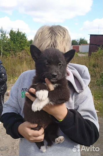 Щенок в добрые руки