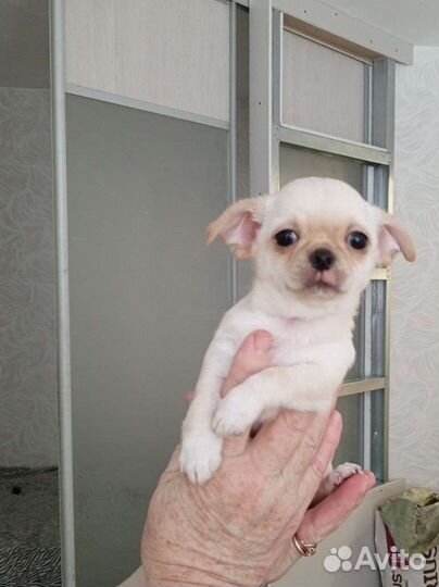 Щенки чихуахуа