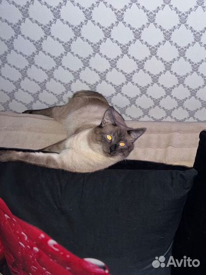 Сиамский котик