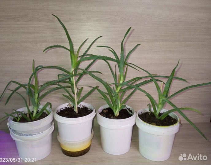 Комнатные растения и цветы - подборка 1