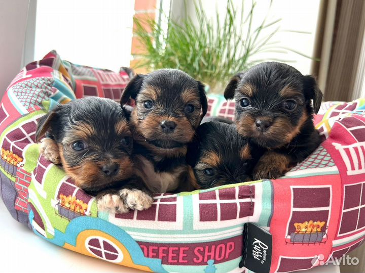 Йоркширский терьер