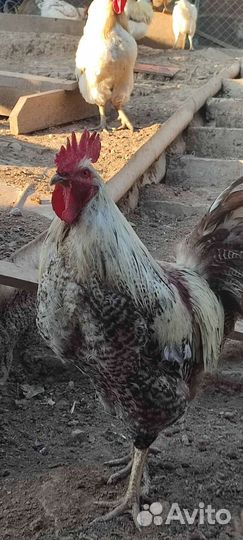 Домашние петухи, индоутки и утята