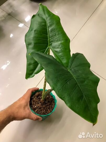 Алоказия зебрина