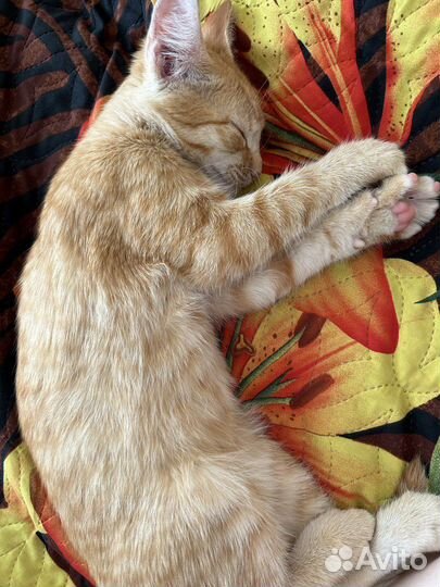 Отдам бесплатно рыжего котенка фокса