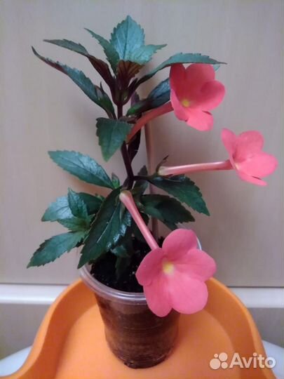 Комнатные растения