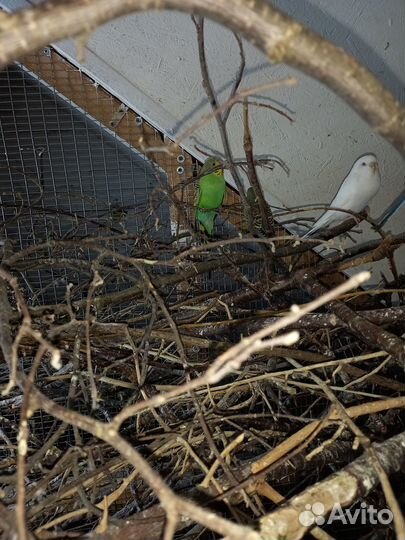 Птенцы волнистый попугай