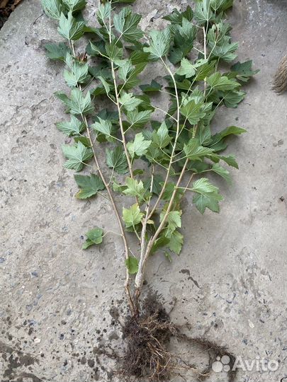 Саженцы смородины