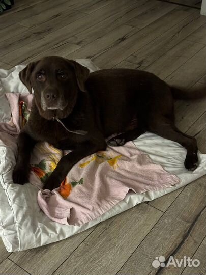 Лабрадор в добрые руки