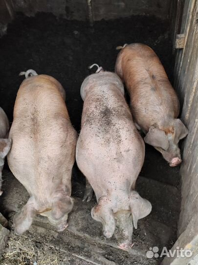 Мясо свинина домашняя