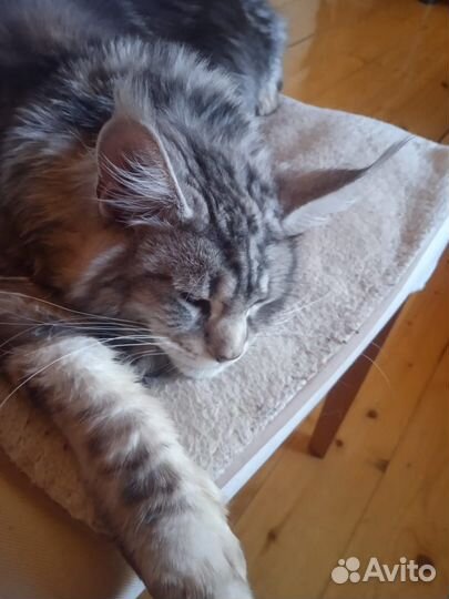 Кошка Мэйн-Кун девочка