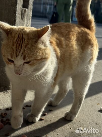 Рыжий котик ищет дом