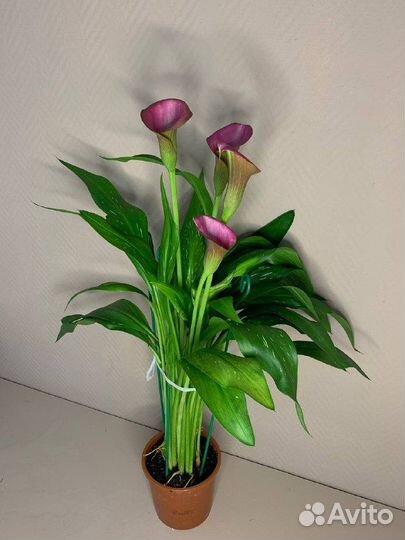 Калла в горшке