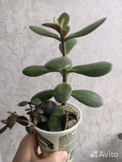Седум рео замик хойя алое пеперомия растения