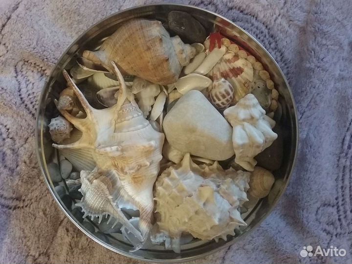 Морские ракушки раковины