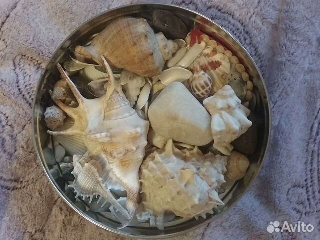 Морские ракушки раковины