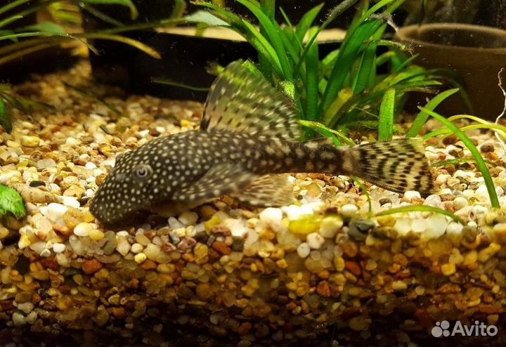 Продам сомиков- Анцитрус