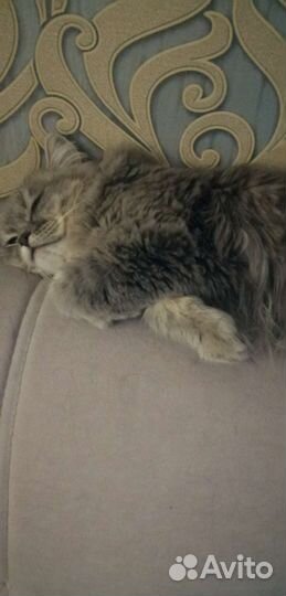 Сибирская кошка вязка