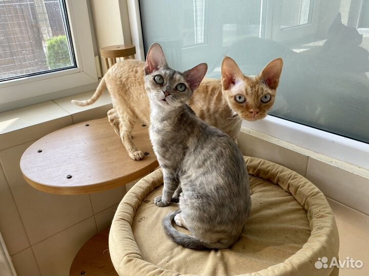 Девон-рекс великолепные котята