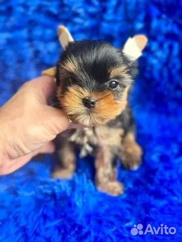 Йоркширский терьер мини