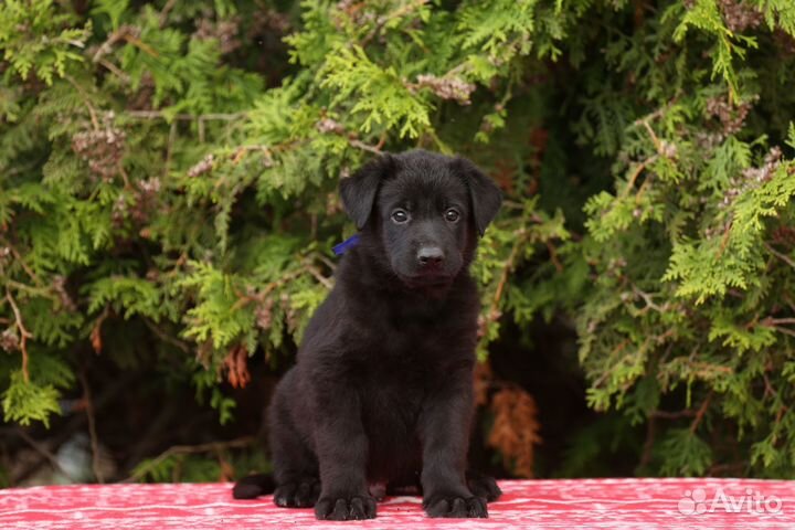 Щенки вео черного окраса