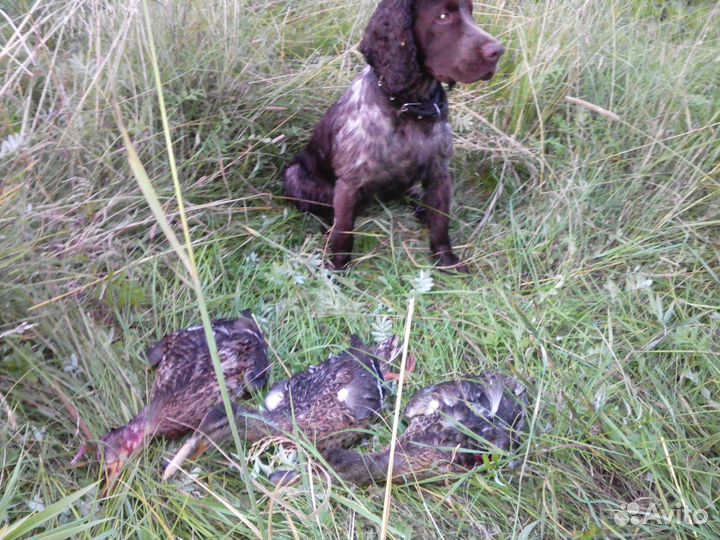 Охотничий спаниель