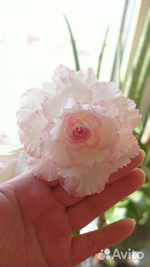 Адениум взрослый