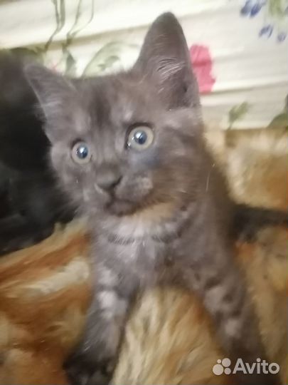 Котенок бесплатно с доставкой