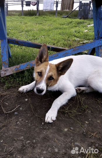 Щенок-подросток (девочка) в добрые руки