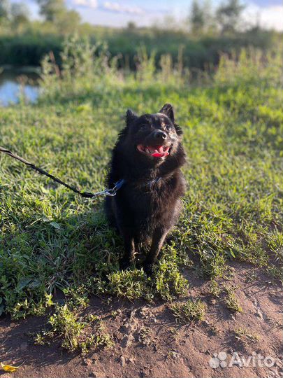 Собака в добрые руки отдам бесплатно
