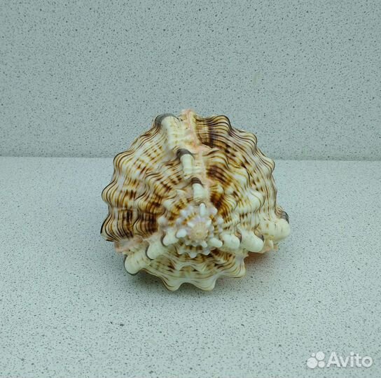 Хаустелум Хаустелум 13,1 морская ракушка раковина