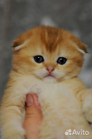 Шотландские вислоухие и прямоухие котята