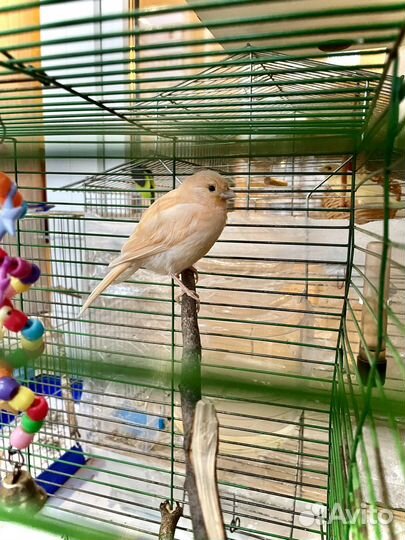 Кенар и канарейки