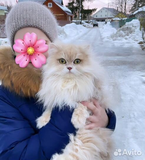 В добрые руки молодой кот