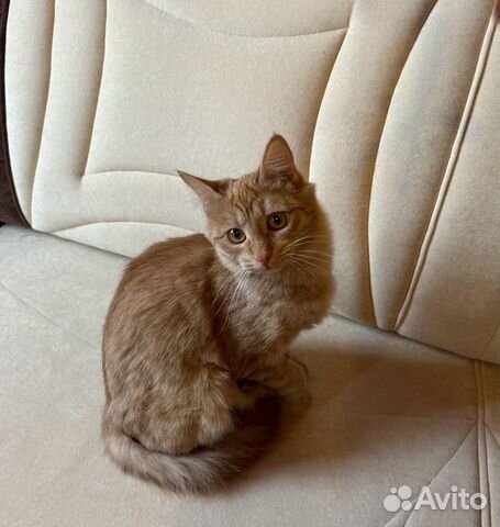 Метис сибирской кошечка Соня 6 месяцев объявление продам