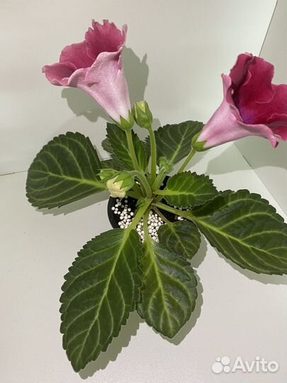 Глоксиния цветущая