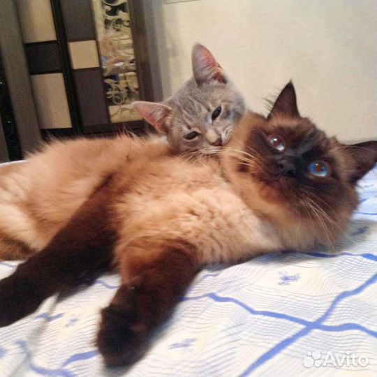 Отдам кота в добрые руки