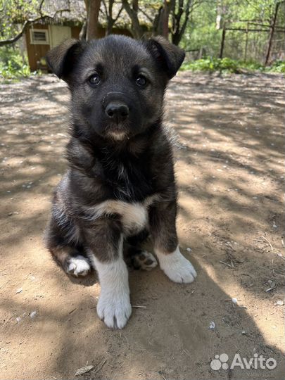 Щенки метисы лайки