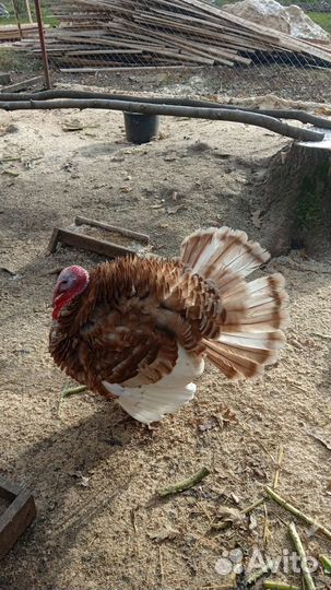 Индюки, цыплята кур