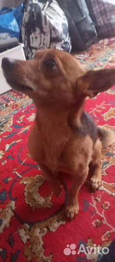 Отдам собаку в добрые руки