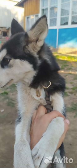 Собака в добрые руки щенок хаски