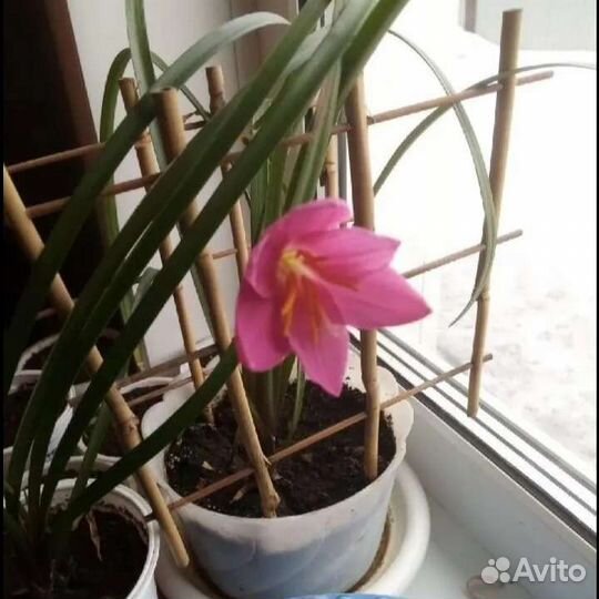 Продам комн. цветы