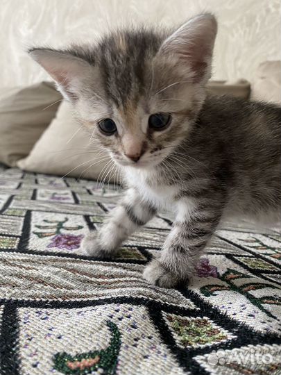 Кошка в дар