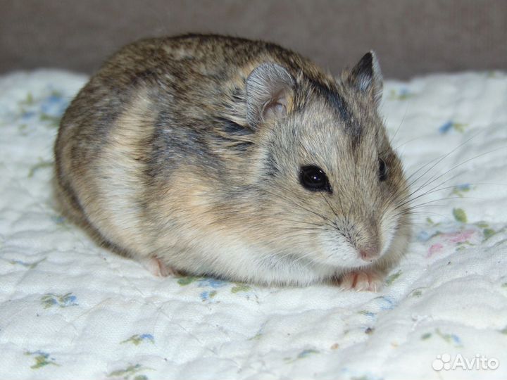 Карликовые хомячки. Хомяки кэмпбелла