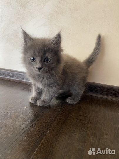 Котенок ищет дом
