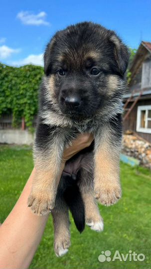 Немецкая овчарка