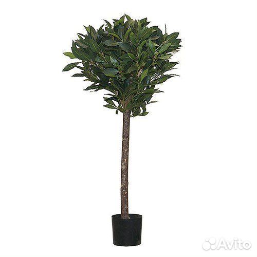 Лавровый лист лавр на штамбе H120/130cm