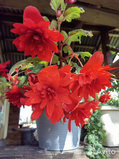Бегония Скарлет иллюминейшн