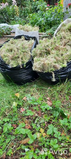 Мох сфагнум живой